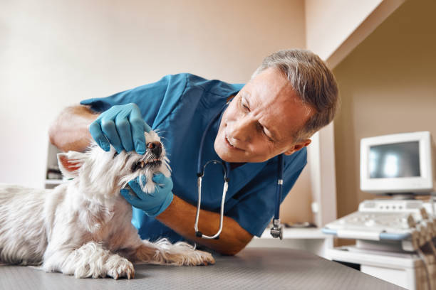 Best Emergency Root Canal Treatment in Montpelier, ID